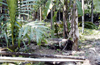 Elephants trample areca, coconut plantations in Sullia